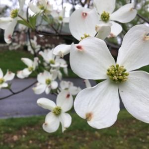 Meet your Posher, Suzanne